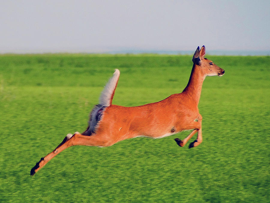 Nothing Runs like a Deer Photograph by Blair Wainman