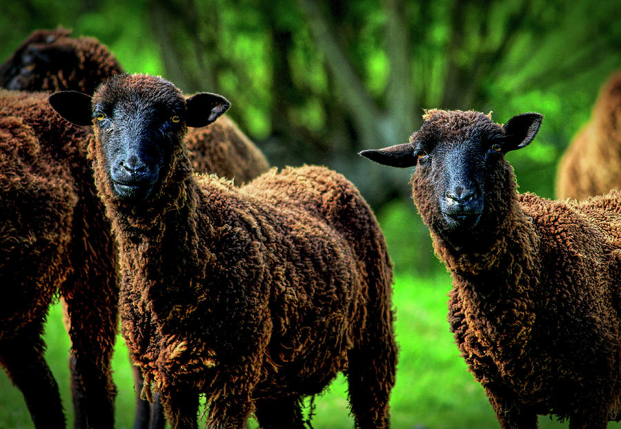 Sheep Photograph - Nothing to see here by Stephan Gilberg