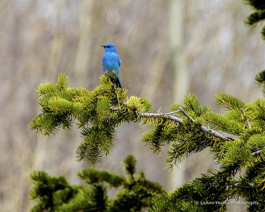 Notice The Pretty Bluebird Photograph by Yeates Photography