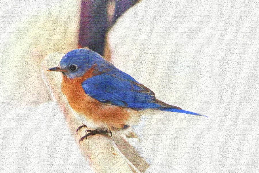 Eastern Bluebird Perch Photograph by Ola Allen