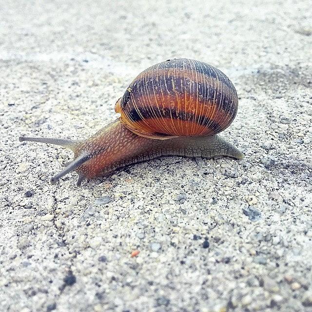Garden Photograph - #notiltshift #snail #macro #rain by Sean Kalimi