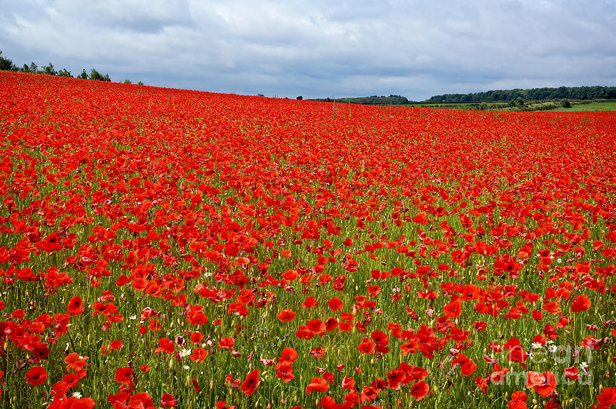 Nottinghamshire Poppy Field Photograph by David Birchall