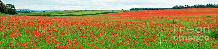 Nottinghamshire Poppy Field Panorama Photograph by David Birchall