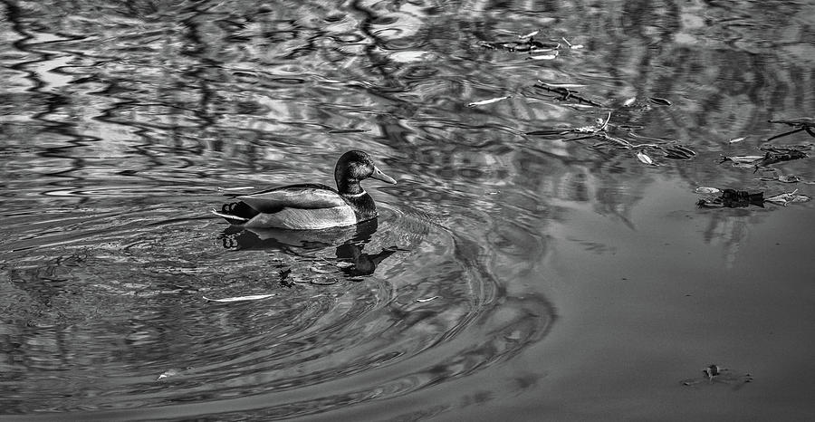 Duck Photograph - November 6, 2017 BW #g9 by Leif Sohlman