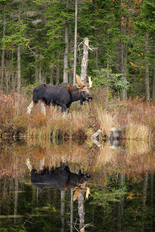 November Bull Moose Photograph by Duane Cross