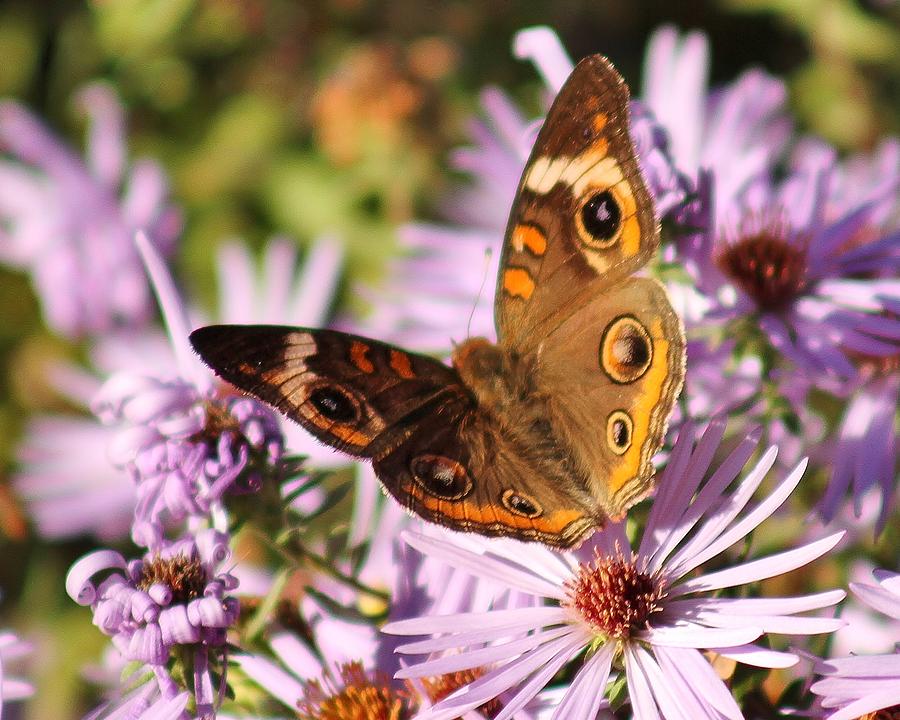 Nature Photograph - November Butterfly  by Valia Bradshaw