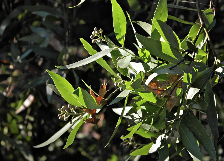 November California Bay Laurel Photograph by Michele Myers