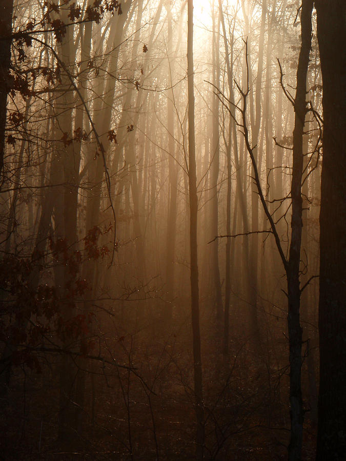 November Forest Photograph by Brook Burling