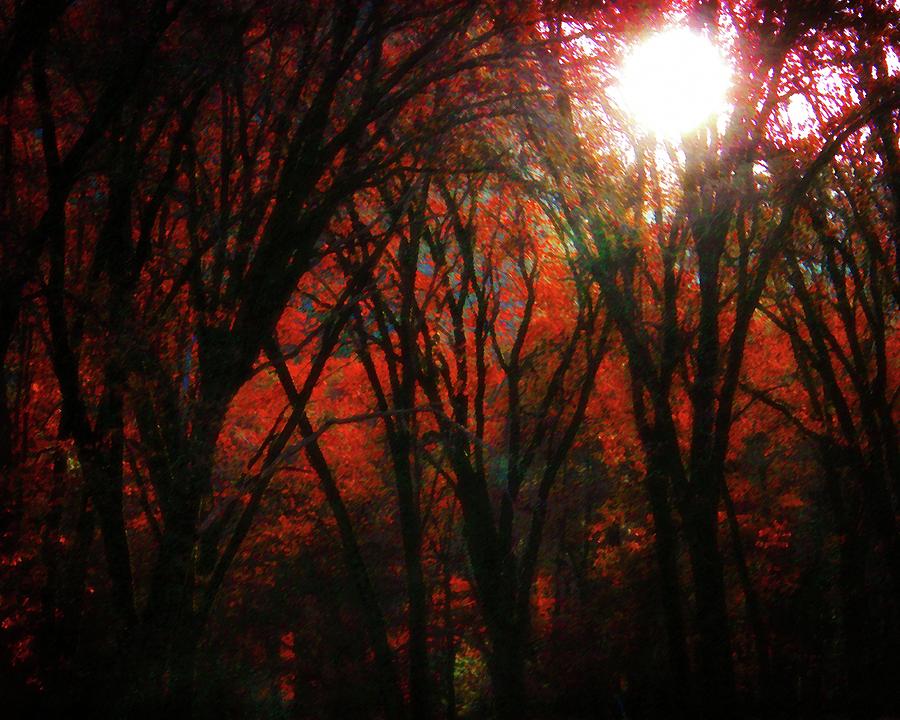 November Woods Photograph by Timothy Bulone