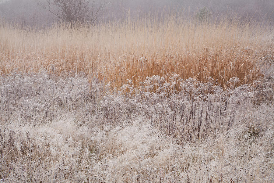 November Frosted Wild Field  Photograph by Irwin Barrett