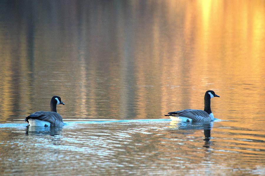 November Geese Photograph by Bonfire Photography