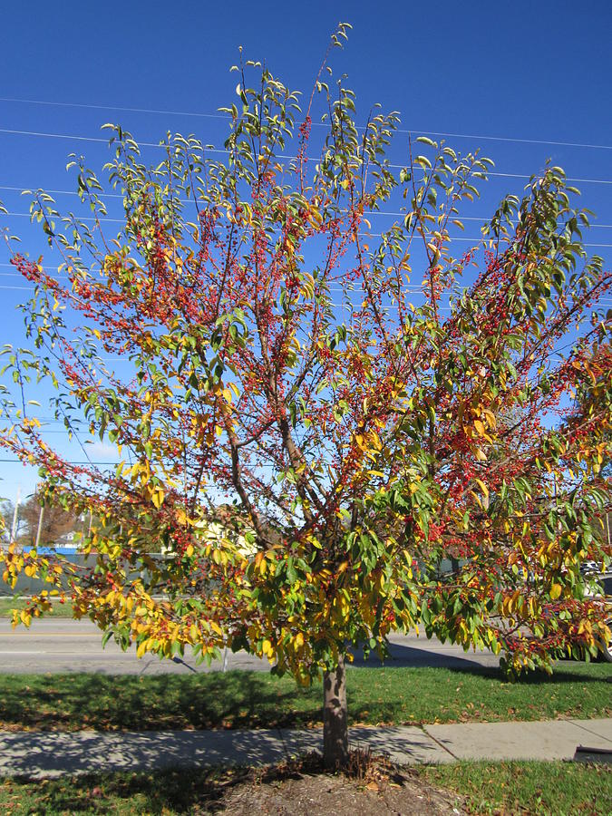 November great Tree Display Photograph by Glenda Crigger