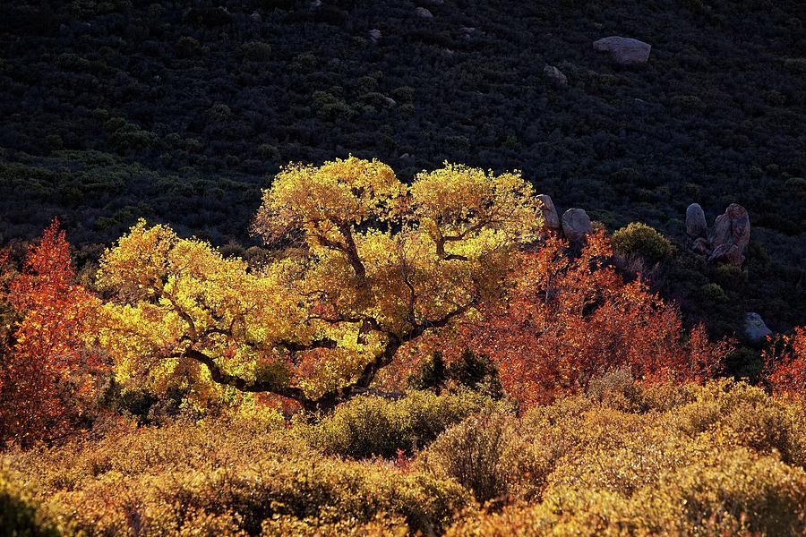November in Arizona Photograph by Ron Chilston