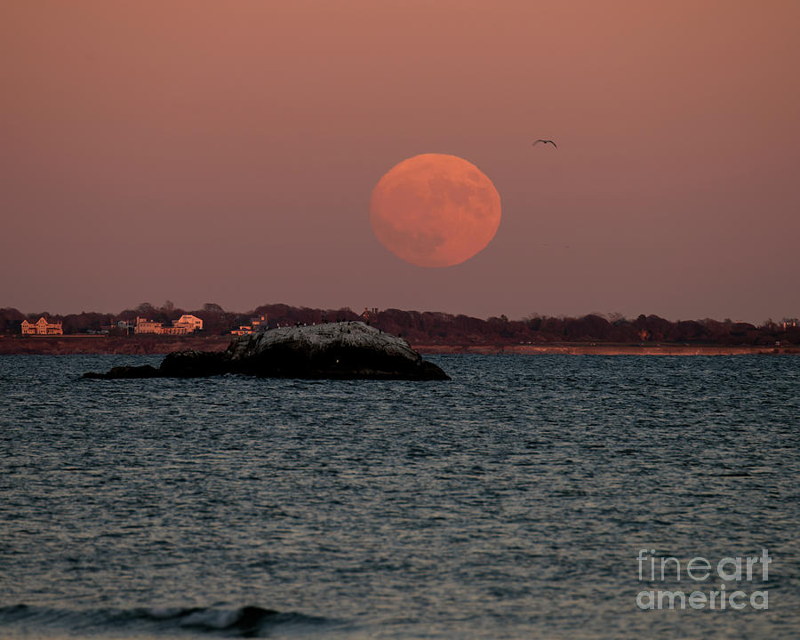 November Moon Photograph by Steven Natanson