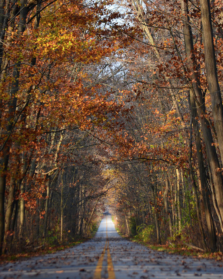 November Road Photograph by Forest Floor Photography
