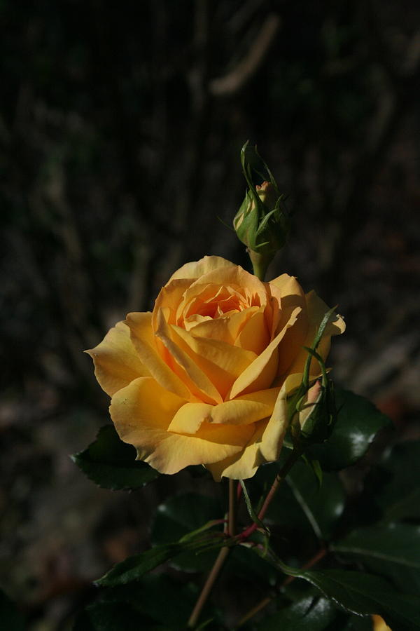Yellow Rose Photograph - November Rose by Chris  Hogger