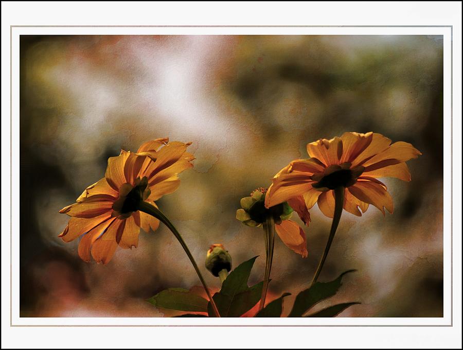 November Sunflowers Photograph by Sheri McLeroy