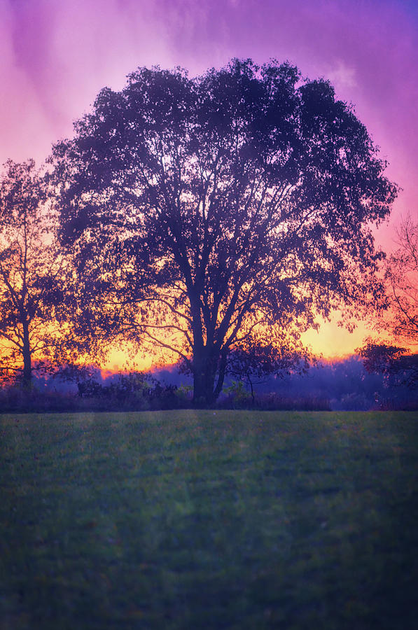 November Sunset and Lone Tree at Retzer Nature Center Photograph by Jennifer Rondinelli Reilly - Fine Art Photography