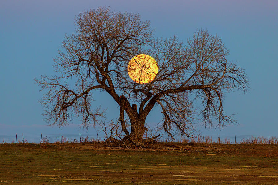 November Supermoon Heart Tree Photograph by James BO Insogna