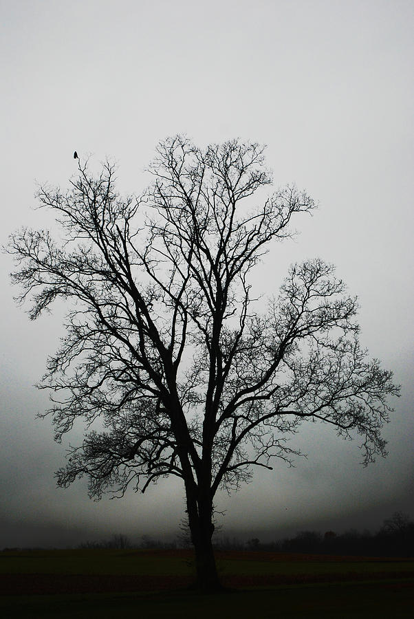 Winter Tree Photograph - November Tree In Fog by Patricia Motley