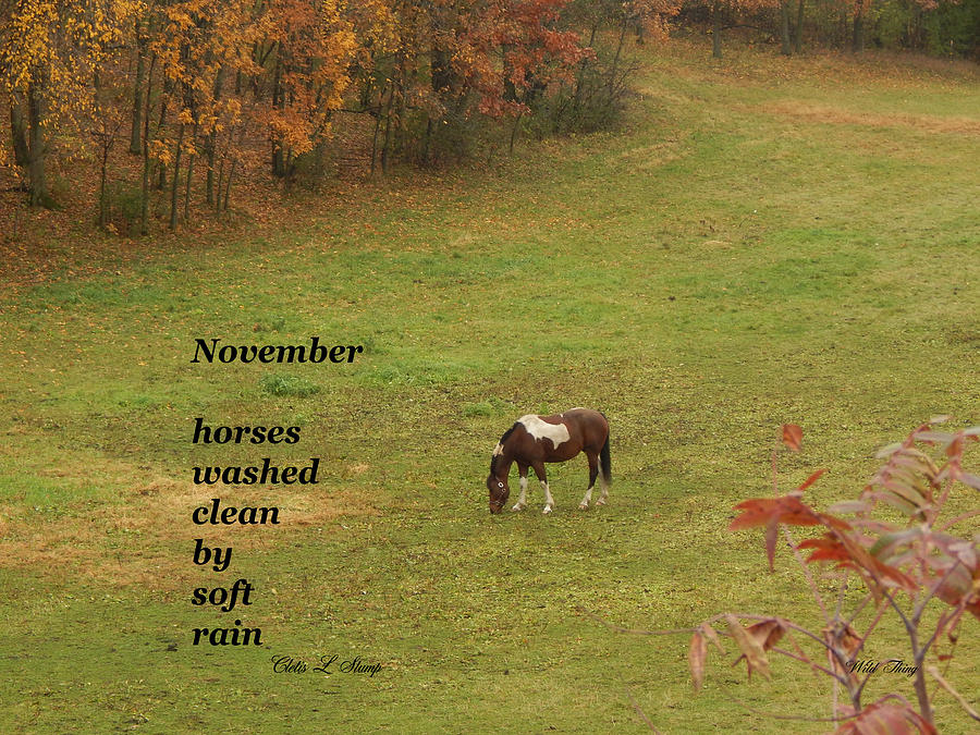 November Photograph by Wild Thing