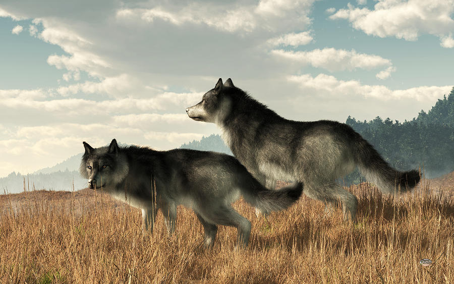 Wolves Digital Art - November Wolves by Daniel Eskridge