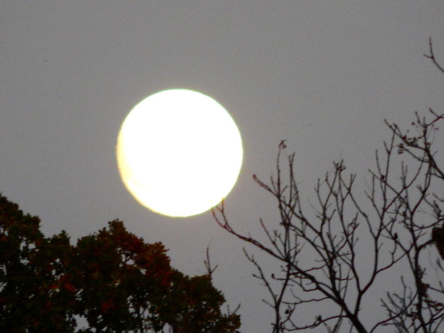 Novembers moon rising Photograph by Virginia White