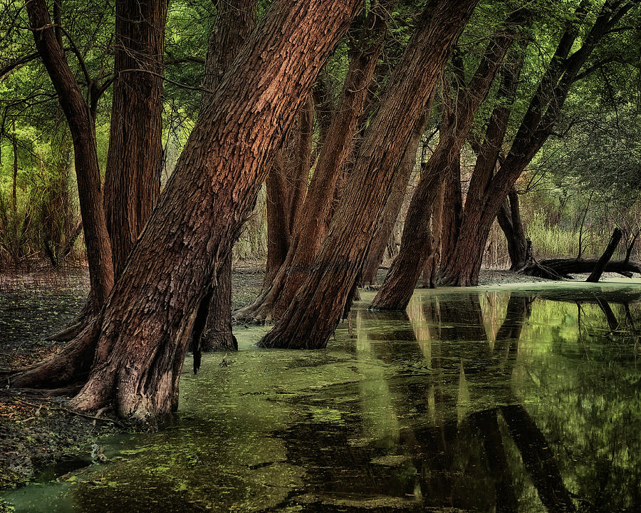 Tree Photograph - Now a Wetlands - Ledges State Park by Nikolyn McDonald
