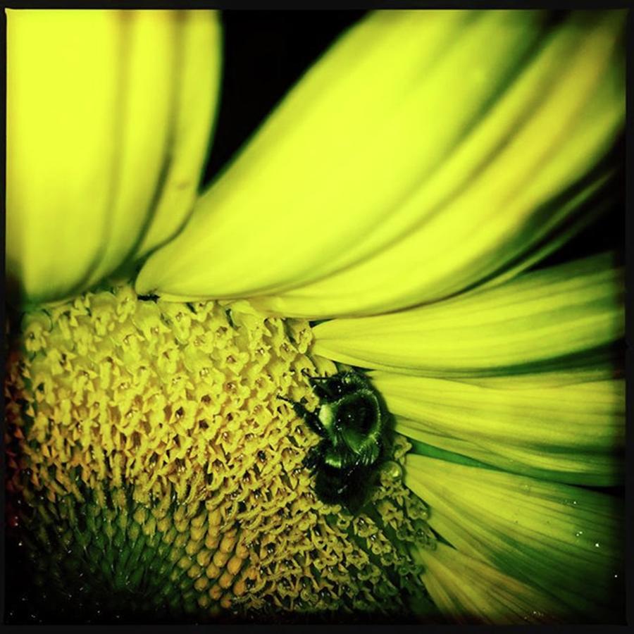 Sunflower Photograph - Now I Know Where Bees Go To Sleep At by Phunny Phace
