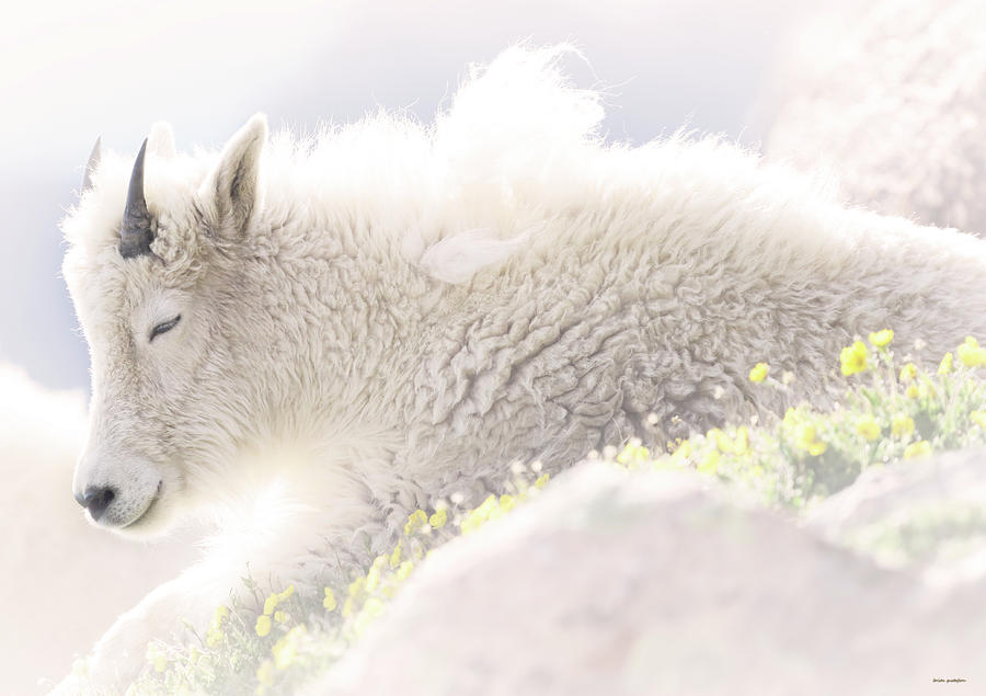 Now I Lay Me Down To Sheep by Brian Gustafson Now I Lay Me Down To Sheep by Brian Gustafson