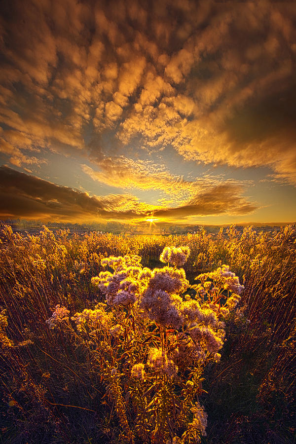 Flower Photograph - Now Is My Story by Phil Koch
