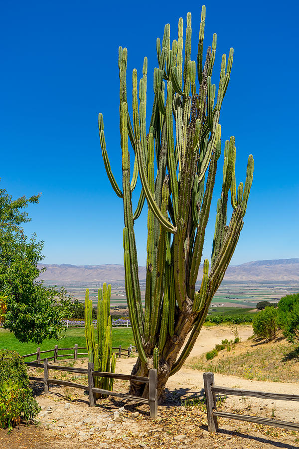 Now Thats a Cactus Photograph by Derek Dean