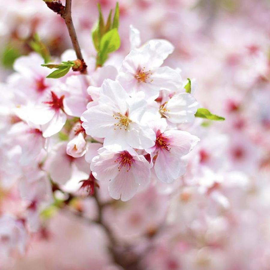 Spring Photograph - 遅咲きの桜
#photo by Naoki Kamura