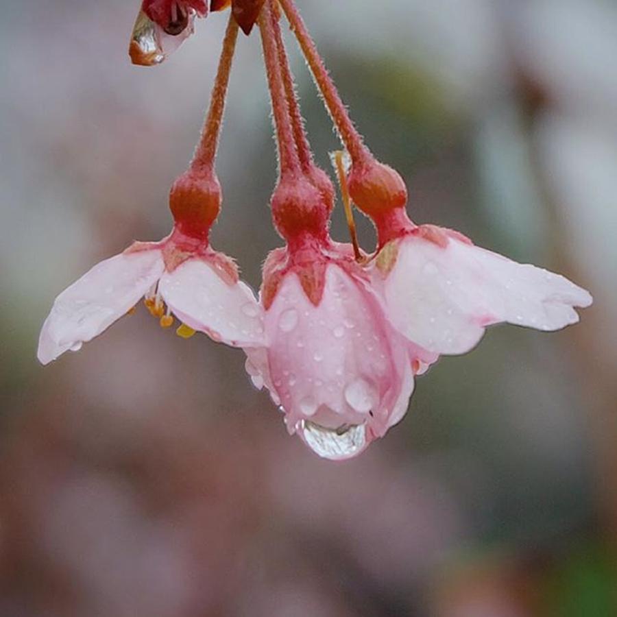 Cherryblossom Photograph - 雨に打たれて🌸💦
#rain by Hideki Sato