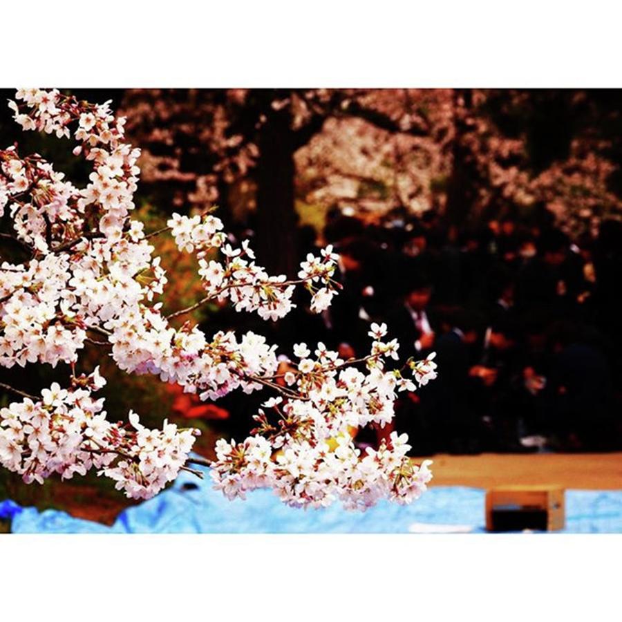 Spring Photograph - 春の宴は続く
spring Party by Taisuke Watanabe