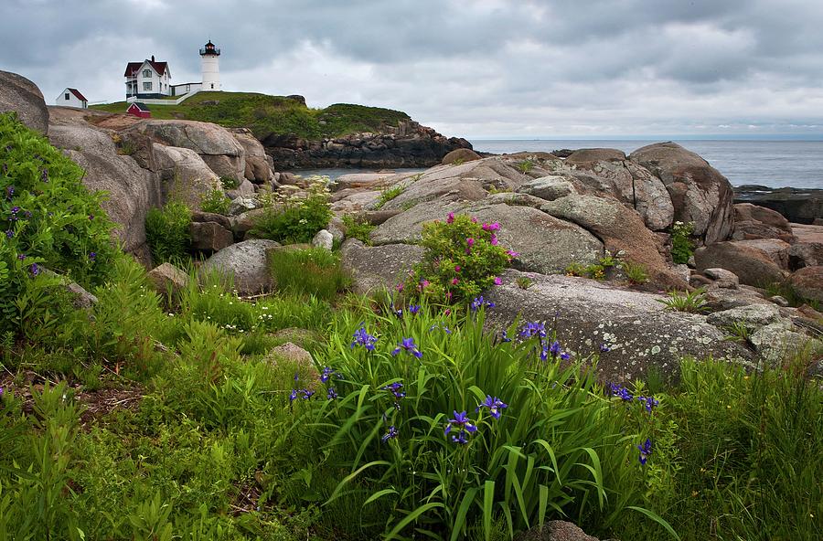 Nubble With Irises  Photograph by Harriet Feagin