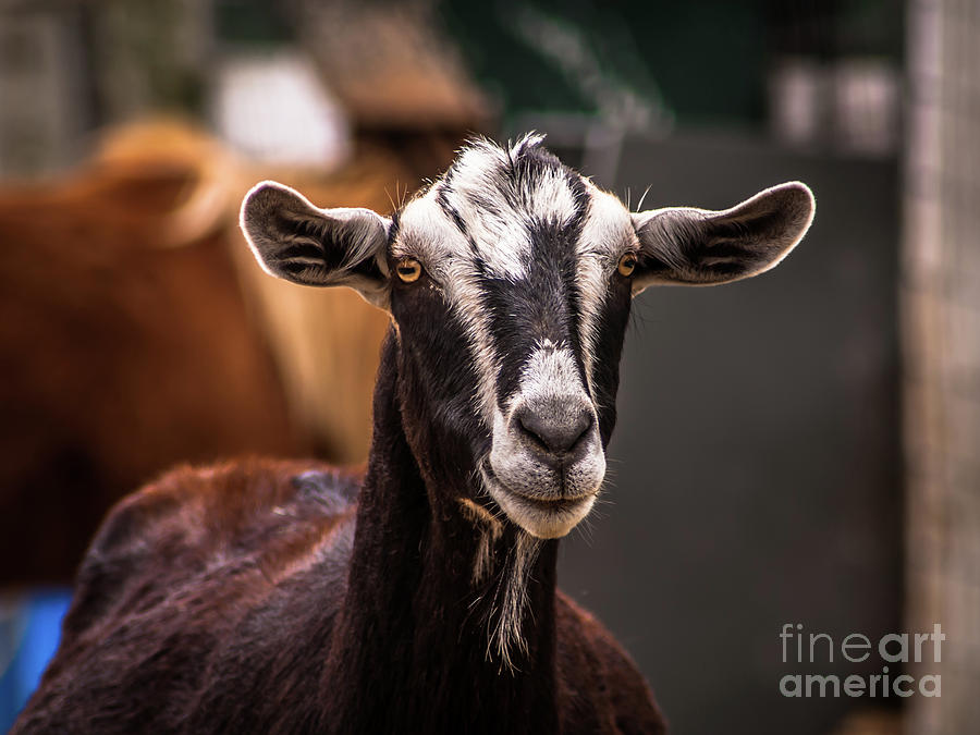 Nubian Goat In Barnyard Photograph by Blake Webster