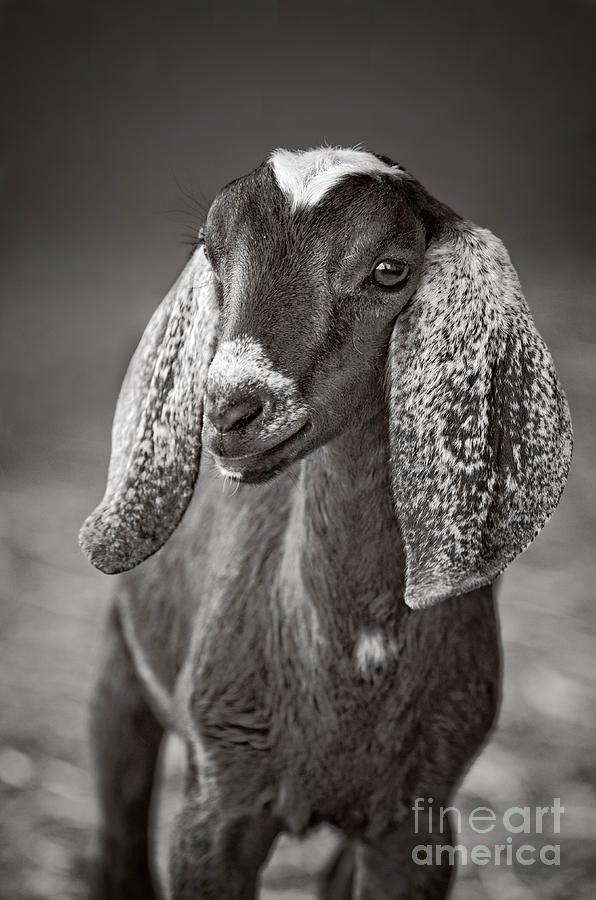 Nubian Goat in black and white Photograph by Jim And Emily Bush