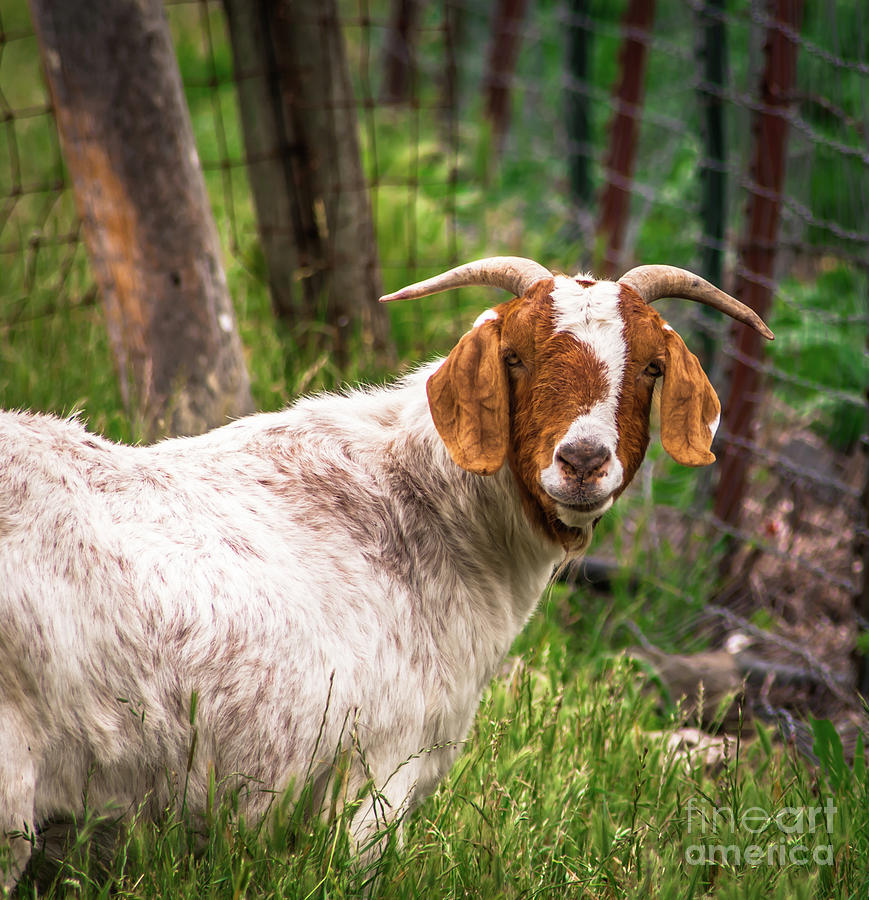 Nubian Goat Profile Sonoma County Photograph by Blake Webster