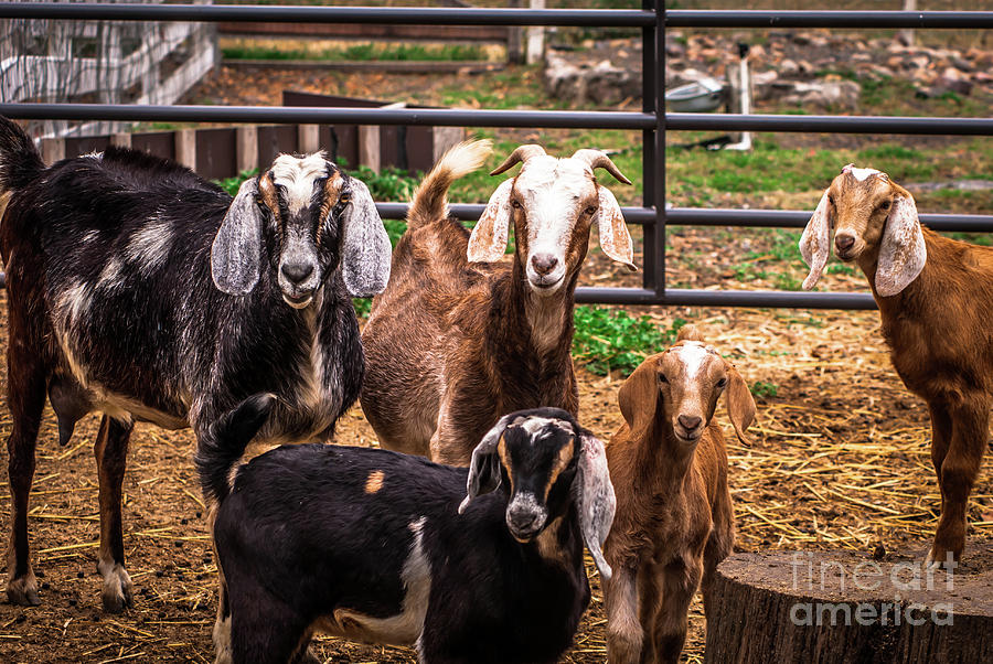 Nubian Goats Family Portrait Photograph by Blake Webster