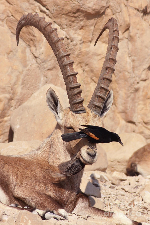 Nubian Ibex and Tristrams Starling Photograph by Alon Meir