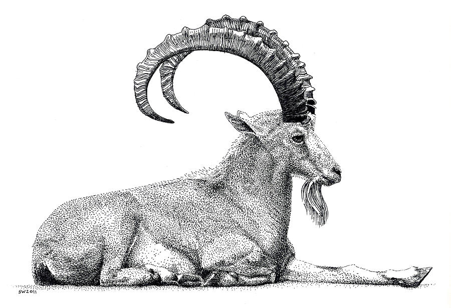 Nubian Ibex Drawing by Scott Woyak