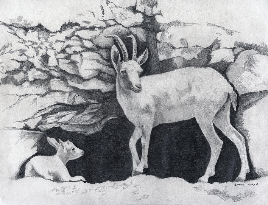 Nubien Ibex Drawing Drawing by Sandra Church
