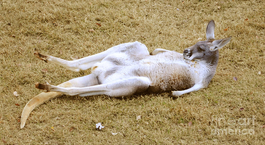 Kangaroo - nude photos