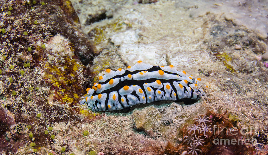 Nudibranch Photograph - Nudi3 by Dan Norton