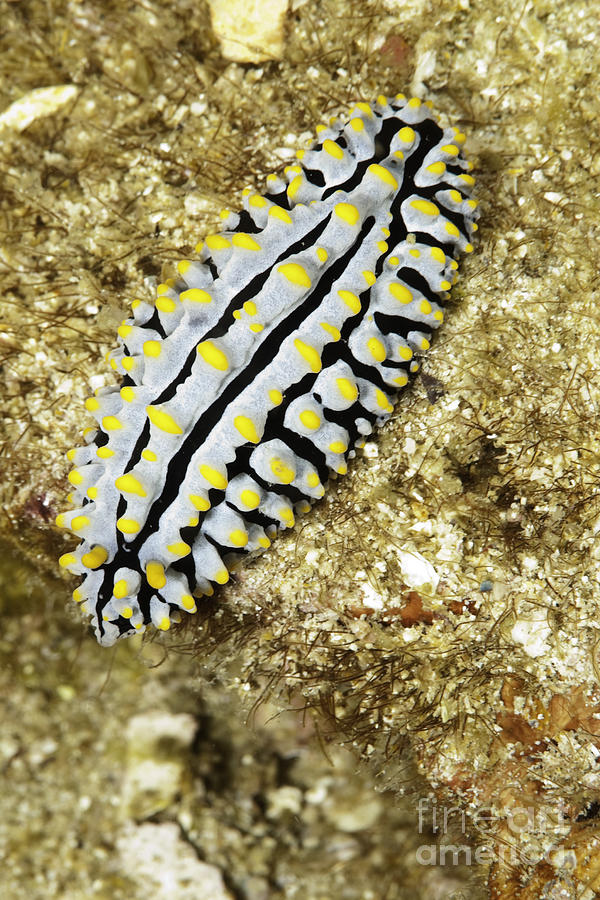 Nudibranch Phyllidia varicosa also known as - scrable egg slug Photograph by Anthony Totah