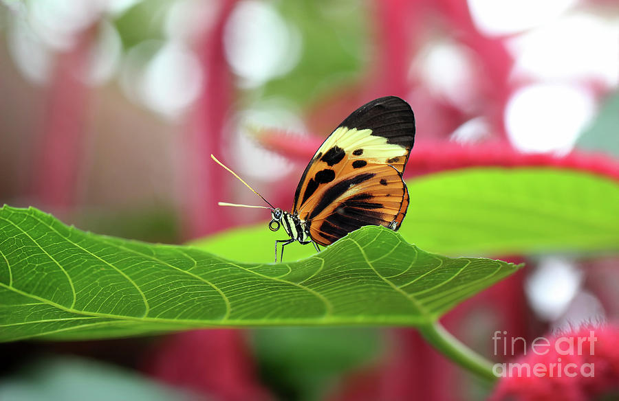Numata Longwing Butterfly Photograph by Karen Adams