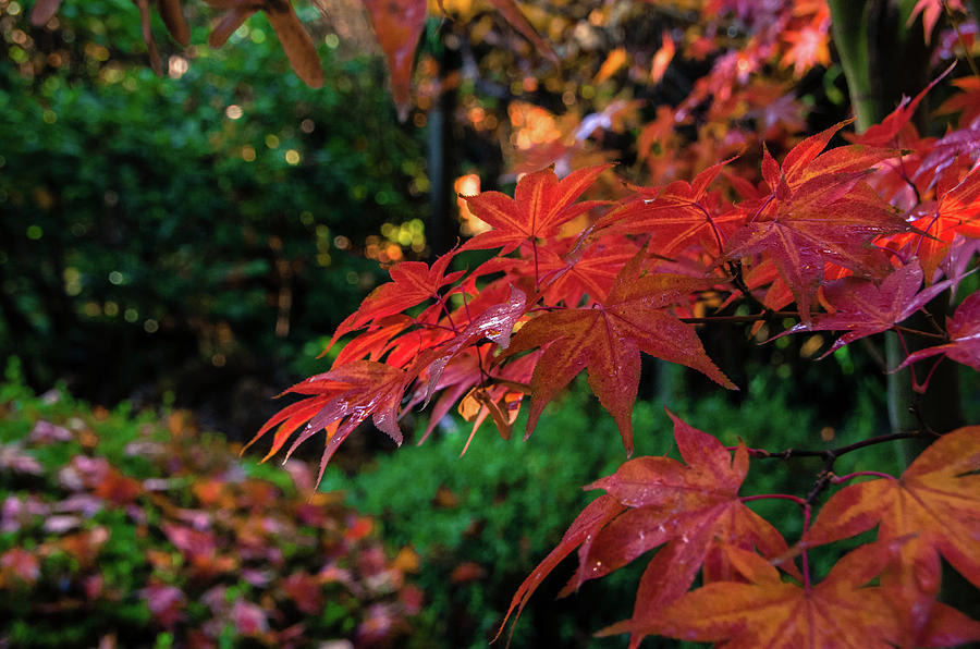 Japanese Maple Photograph by Marilyn Wilson
