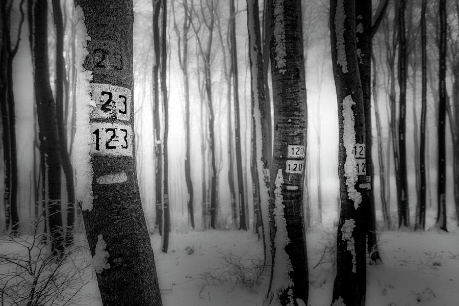 Tree Photograph - Numbers 123 by Plamen Petkov