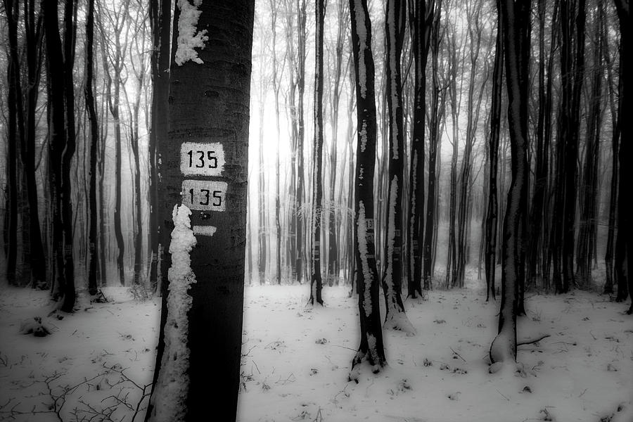 Numbers 135 Photograph by Plamen Petkov